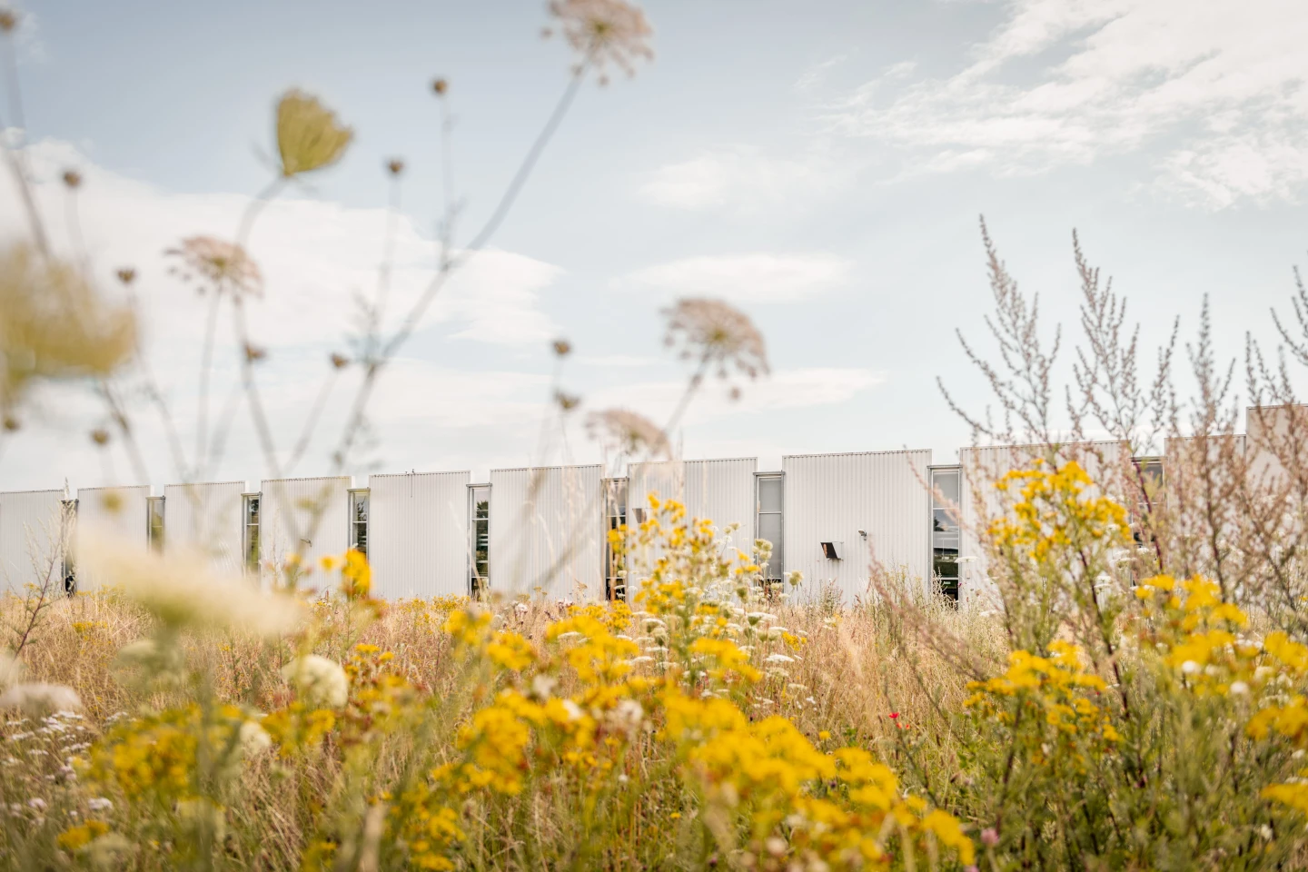 Wildflower meadow in front of FSB factory building. Photo by Philipp Jester.